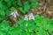 View of a Pink and White Columbine