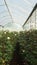 View of a plantation of white roses with long stems inside a greenhouse