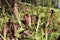 View of a planting of pitcher plants.