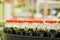 View of plastic bottles at bottling line at soft drinks factory