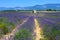 View on Plateau of Valensole with rows of blossoming purple lavender, wheat grain fiels and green trees, Provence, France in July