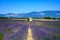 View on Plateau of Valensole with rows of blossoming purple lavender, wheat grain fiels and green trees, Provence, France in July