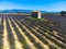 View on Plateau of Valensole with rows of blossoming purple lavender, wheat grain fiels and green trees, Provence, France in July