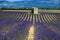 View on Plateau of Valensole with rows of blossoming purple lavender, wheat grain fiels and green trees, Provence, France in July