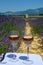 View on Plateau of Valensole with rows of blossoming purple lavender, wheat grain fiels and green trees, Provence, France in July