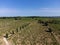 View on Plateau of Valensole with rows of blossoming purple lavender, wheat grain fiels and green trees, Provence, France in July