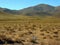 View of the plateau with vicunas in the north-west Argentina