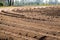 View on plowed tilled cropland with symmetrical curved furrows in Netherlands near Roermond