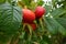 View of plump rose hips growing at the edge of an allotment in the UK