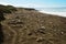 The View point of the Elephant Seals on the Piedra Blancas beaches