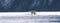 A view of a polar bear on Svalbard.