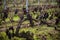 View on Pomerol village, production of red Bordeaux wine, Merlot or Cabernet Sauvignon red wine grapes on cru class vineyards in