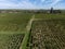 View on Pomerol village, production of red Bordeaux wine, Merlot or Cabernet Sauvignon red wine grapes on cru class vineyards in