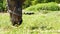 View on a pony horse eating and walking in the backyard of a farm on a sunny summer day