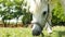 View on a pony horse eating and walking in the backyard of a farm on a sunny summer day