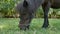 View on a pony horse eating and walking in the backyard of a farm on a sunny summer day