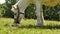 View on a pony horse eating and walking in the backyard of a farm on a sunny summer day