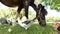 View on a pony horse and some chickens eating and walking in the backyard of a farm on a sunny summer day