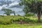 View of poor africans children playing in the grass of the field, expressive girl greets, in Angola