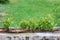 View of poplar root full of sprouts on old concrete wall