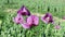 View of poppy field. Violet poppy field. Moving poppies in the wind. Closeup