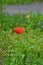 View of poppy flower, South Bohemia