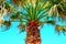 View in Porto Potenza Picena at a palm tree with foliage and trunk against the sky