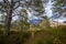 View of the post-glacial Caledonian Forest at Beinn Eighe Nature Reserve near Kinlochleven in the Highlands of Scotland