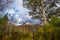 View of the post-glacial Caledonian Forest at Beinn Eighe Nature Reserve near Kinlochleven in the Highlands of Scotland