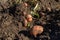 View of the Potato crop in the field. A farmer digs potatoes out of the soil for storage