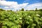 View on the potatoes plantation