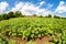 View on the potatoes plantation