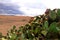 A view of the prickley pears and the sky in the outskirts of Oujda in Morocco