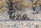 A view of a pride of lions concealed close to a waterhole in the Etosha National Park in Namibia