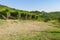 View of Prosecco vineyards during summer