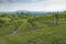View of Prosecco vineyards from Valdobbiadene, Italy