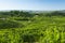 View of Prosecco vineyards from Valdobbiadene, Italy during summer