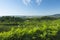 View of Prosecco vineyards from Valdobbiadene, Italy during summer