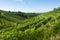 View of Prosecco vineyards from Valdobbiadene, Italy during summer, at morning
