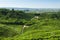 View of Prosecco vineyards from Valdobbiadene, Italy during summer, at morning