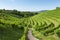 View of Prosecco vineyards from Valdobbiadene, Italy during summer, at morning