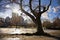 View of the Prudential center from Boston Public Garden