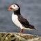 A view of a Puffin on Farne Islands