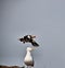 A view of a Puffin in flight above a Gull