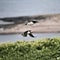 A view of a Puffin in flight with a Razorbill