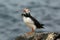 A view of a Puffin with Sand Eels