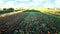 View of pumpkin field