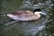 A view of a Puna Teal