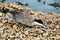 A view of a Puna Teal