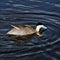 A view of a Puna Teal